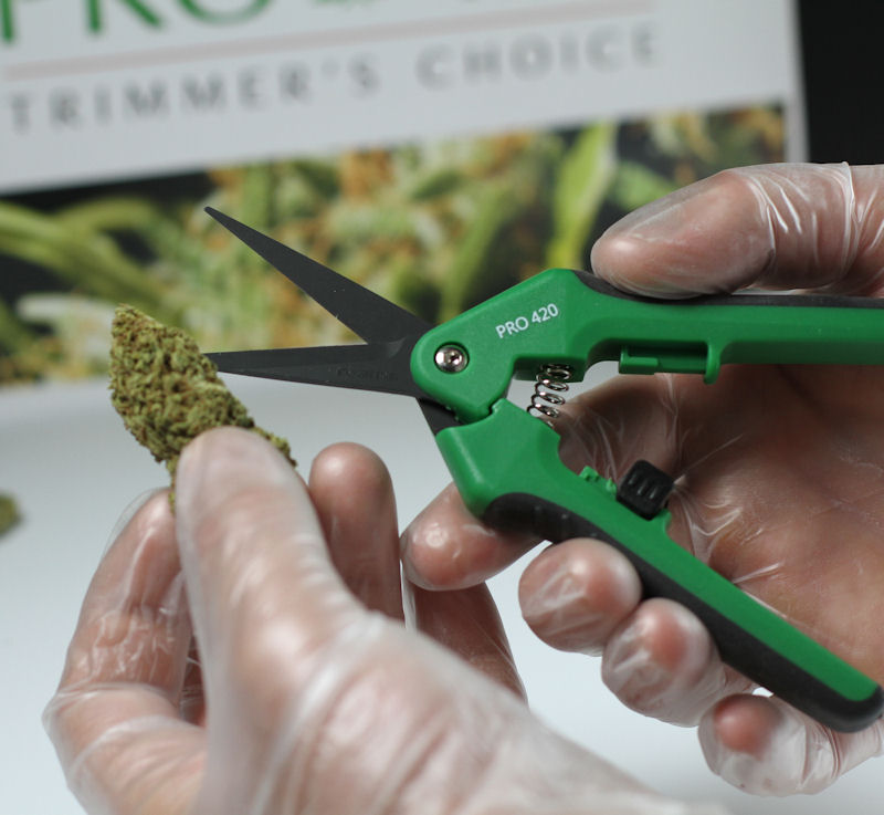 Best Bud Trimming Scissors for Marijuana - MSNL Blog