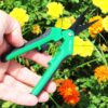 Marijuana Trim Scissors